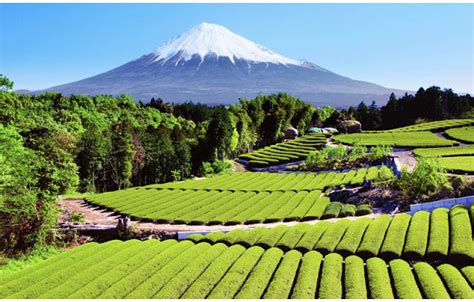 Tea Plantation - japan