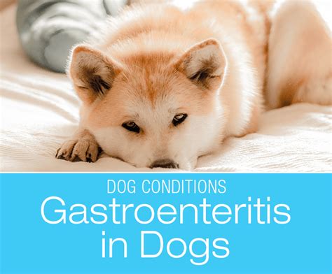 Gastroenteritis in Dogs: What does that diagnosis mean?