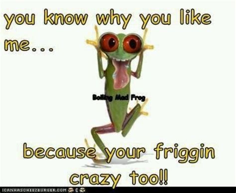 Funny Frog Pictures With Quotes - ShortQuotes.cc