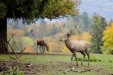 Alabama aims to stop spread of fatal deer disease after second ...