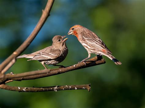 House Finch Nesting (Eggs, Location + Behavior) | Birdfact