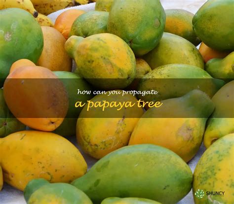 Propagating A Papaya Tree: A Step-By-Step Guide | ShunCy