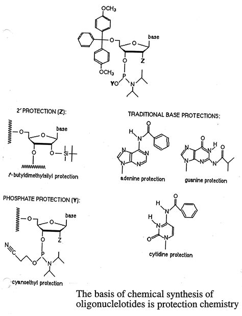 Nucleic Acid Structure