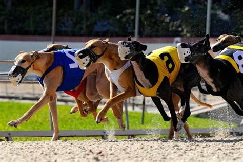 Greyhound Dog Racing Results | PETSIDI