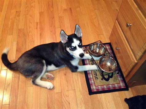 Best Dog Food For Siberian Husky Puppy | 1001doggy.com