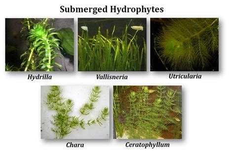 Hydrophytic Plants With Names