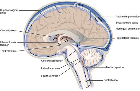 Cerebrospinal fluid - Wikipedia