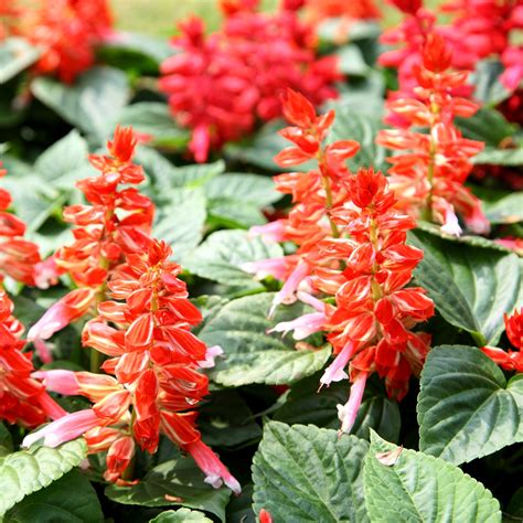 Scarlet Bicolour Salvia seeds - Salvia splendens - 56 seeds – Garden Seeds Market | Free shipping