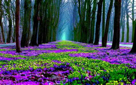 Spring Forest in Bloom HD Wallpaper