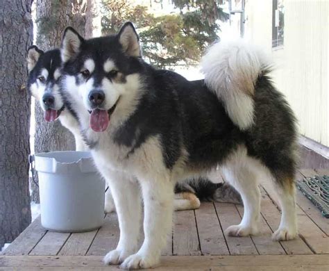 Những Màu Lông Cơ Bản Của Giống Chó Alaska Malamute