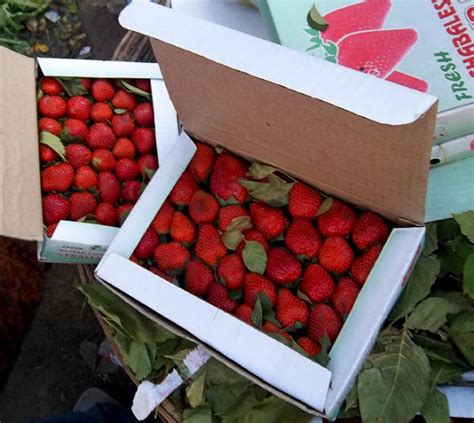 Stock Pictures: Strawberries packed in boxes and containers