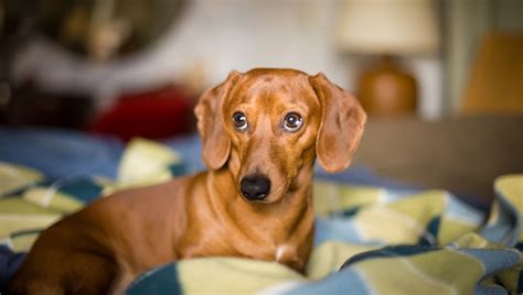 Top 32 Small Breeds That Make Good Apartment Dogs