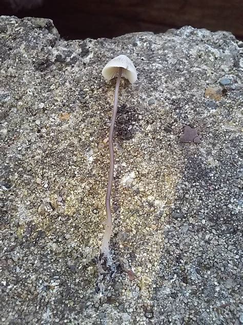 Need help with an ID from Michigan - Mushroom Hunting and Identification - Shroomery Message Board