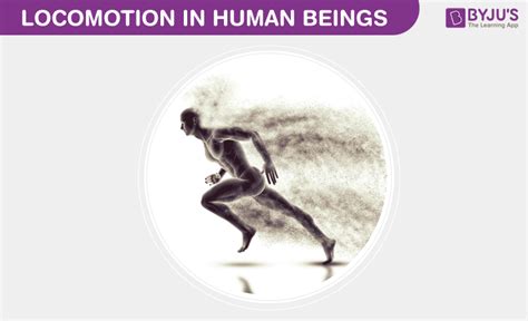 Locomotion In Human Beings- Functions of Muscles and Skeletal System