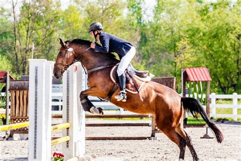 How to Set Up a Show Jump Course for Beginners - Horse Rookie