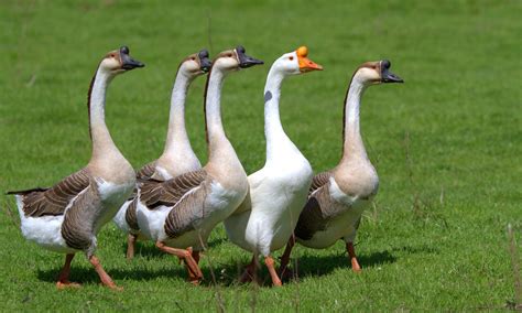 Goose Parade | Chinese geese patrolling the farm in formatio… | Benny | Flickr