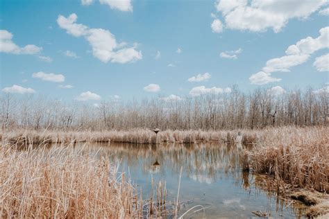 FortWhyte Alive | Climate Change in Our Backyard: Wetlands - FortWhyte Alive