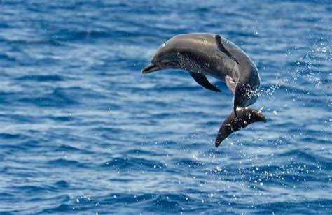 Pantropical Spotted Dolphin | Dolphins, Sea creatures, Mammals