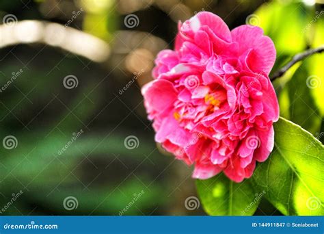 Pink Gardenia Flowers in the Garden Stock Image - Image of background, blooming: 144911847