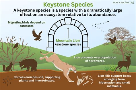 Keystone Species - Definition, Examples, Importance