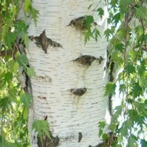 Cutleaf Weeping Birch Trees | HubPages