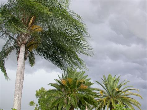 Palm Tree Storm - July 2011 | Our Garden | Pinterest | Gardens