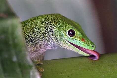 Gecko - The Colorful, Unique Reptile | Types, Diet, And More