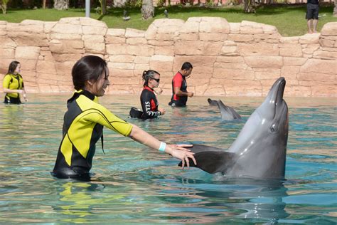 Dolphin Bay, Atlantis The Palm, Dubai Dubai Frame, Palms Hotel, United Arab Emirates, Water Park ...