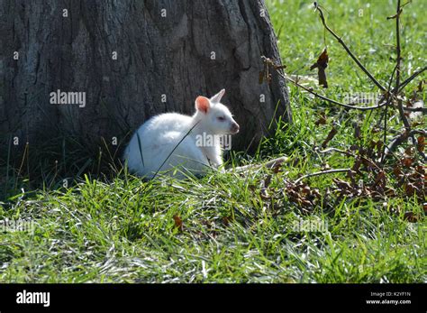 Albino wallaby in the grass Stock Photo - Alamy