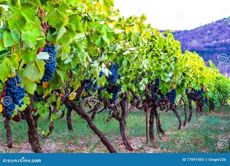 Vineyard of blue grapes stock image. Image of making - 77097455