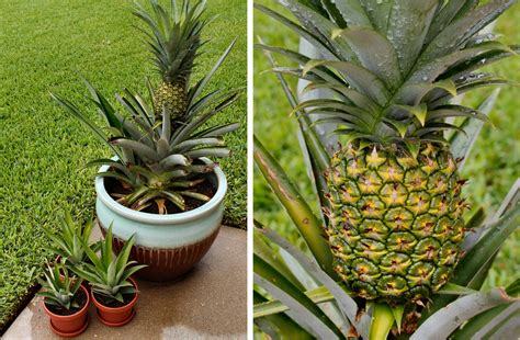 pineapple plant photos | Inside NanaBread's Head