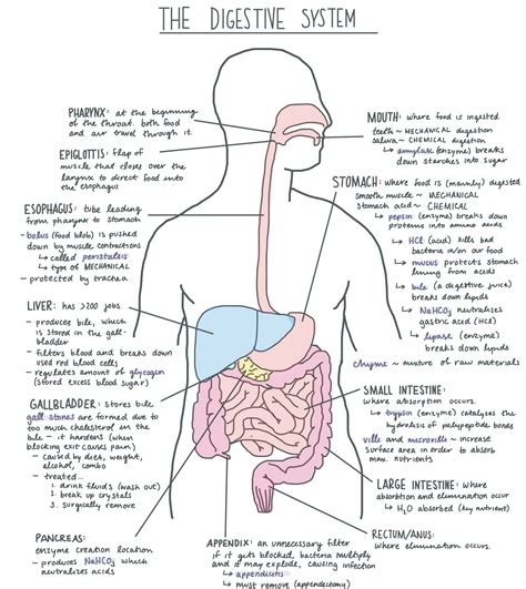 Human Digestive System Diagram Labeled