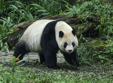 Overweight panda goes on diet - Chinadaily.com.cn