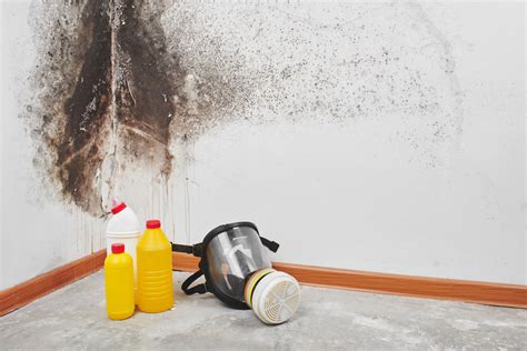 3 Reasons Black Mold Removal Should Include A Hazardous Waste Company