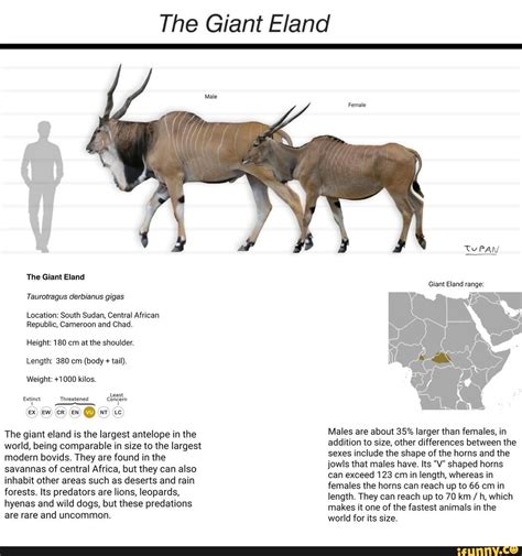 Giant Eland Antelope