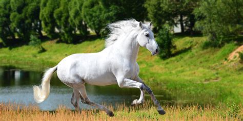 Camarillo White Horse Breed Profile - Helpful Horse Hints