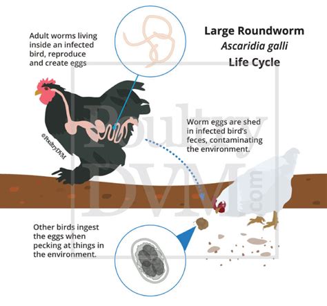 Roundworm infection in Chickens