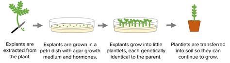 Plant Cloning Process