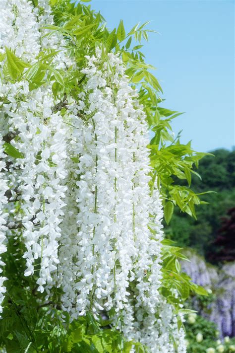 White Wisteria - ♥♥ More Luxury Flowers, Exotic Flowers, Amazing Flowers, White Flowers ...