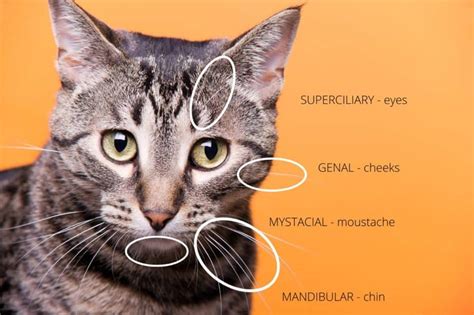 How Do Cats Use Their Whiskers? – Great Cat Info