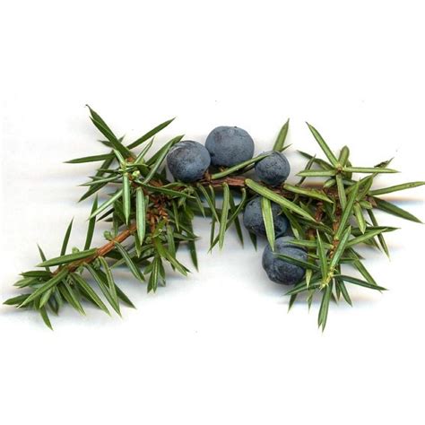 Juniper Berry Seeds (Juniperus communis) - Price €1.95