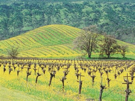 17 Wine-terful Things to Do in Napa in Winter - California Crossroads