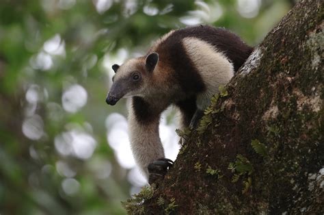 Northern Tamandua - The Canopy Family