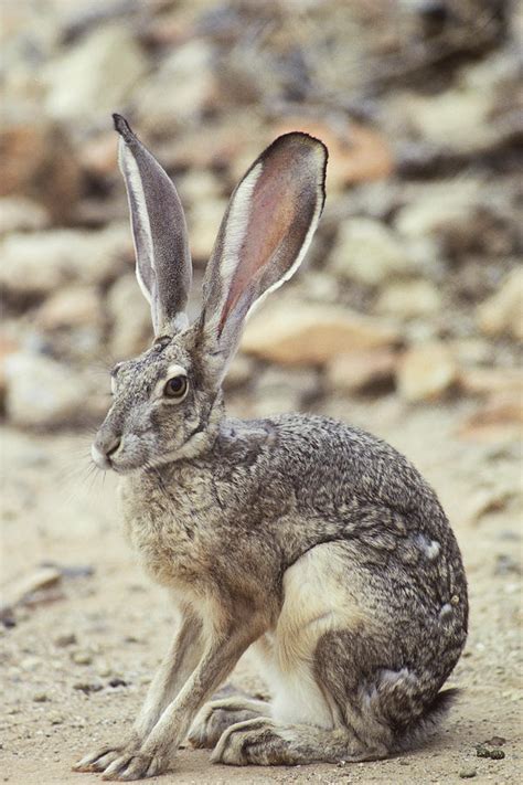 Black-tailed Jackrabbit Photograph by Gerald C. Kelley - Pixels