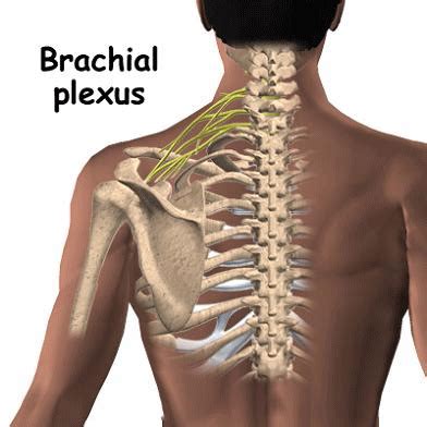 Brachial Plexus Injury