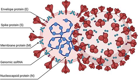 7. Describe the Following Cell-surface Modifications Using the Table Below.