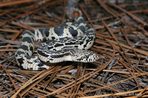 Wildlife Commission seeks WNC pine snake sightings | Mountain Xpress