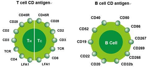 Cluster of Differentiation (CD Markers) Mnemonics | Epomedicine