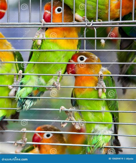 Pair of Lovebirds in a Cage Stock Image - Image of beautiful, bird: 10609419