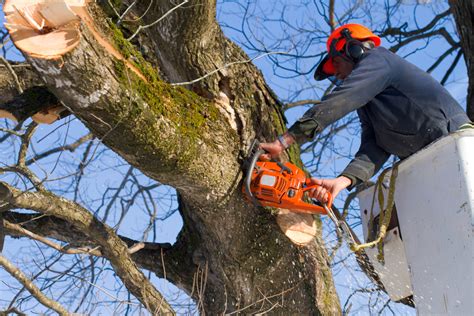 Difference Between Tree Pruning and Tree Trimming — Clear View Tree Services